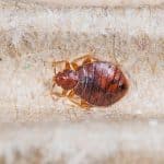 How to Get Rid of Bed Bugs on Cats — Bed Bugs Insider