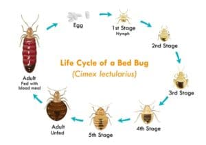 What is the Lifecycle of a Bed Bug? - Bed Bugs Insider