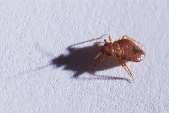 how-to-avoid-bed-bugs-while-sleeping-lickin-bed-bugs