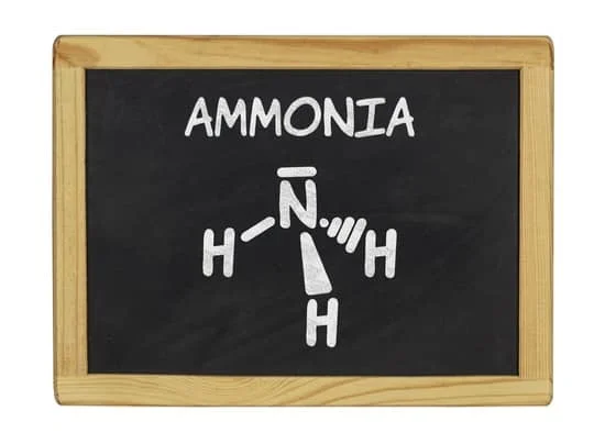 How to use ammonia to get rid of bed bugs