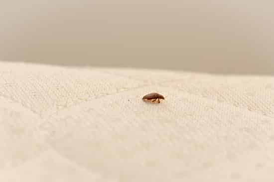 Will Heat Treatment Kill Bed Bugs? — Bed Bugs Insider