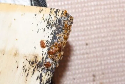 what color are baby bed bugs?