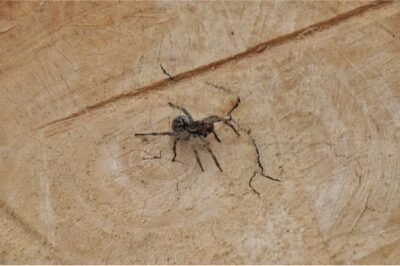 Spider Bites On Legs At Night