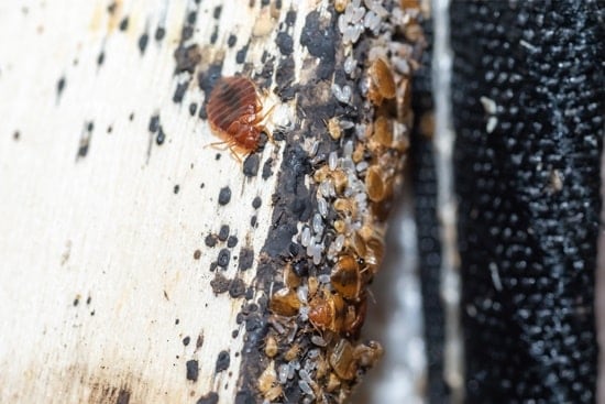  Are Bed Bug Eggs Hard Or Soft Bed Bugs Insider