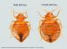 Male Bed Bug Vs. Female Bed Bug (compared) - Bed Bugs Insider